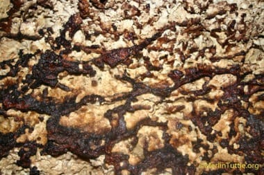 bat colony