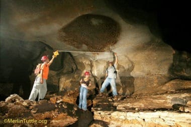 Merlin team at bat cave