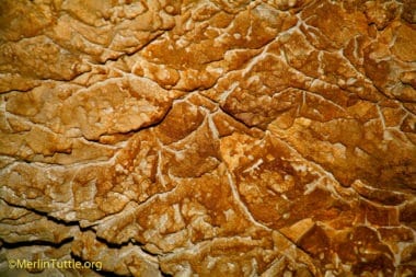 bat stains example