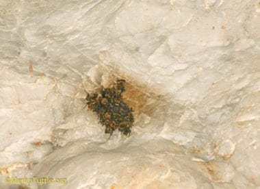 a Group of Fringed myotis (Myotis thysanodes)