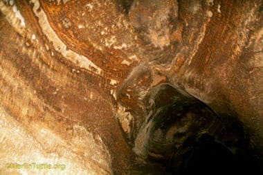 bat under caves