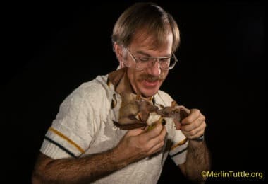 Merlin feeding epauletted bats tamed