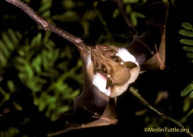epauletted bat (Epomophorous labiatus minor)