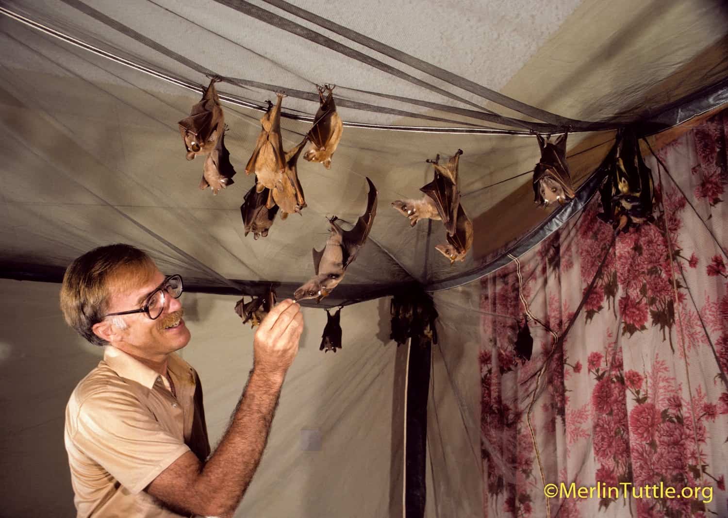 How I Photograph Bats - Merlin Tuttle's Bat Conservation