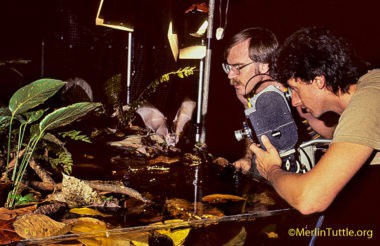 Merlin trained bats for photography
