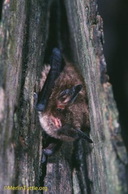 Endangered Indiana myotis (Myotis sodalis) in day roost beneath hickory tree bark in Tennessee. 