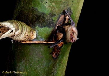 bamboo bats