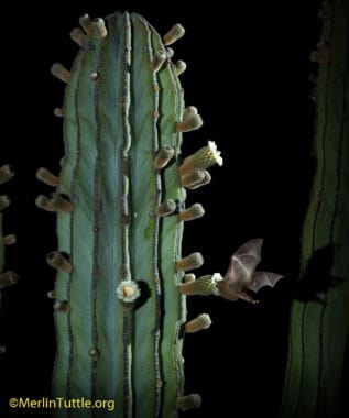  long-nosed bat (Leptonycteris yerbabuenae) pollinating