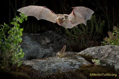bat catching food