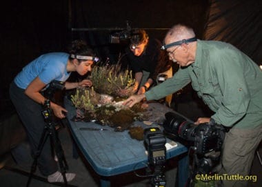 Merlin, Toni Hubancheva (far left) and Dani Schmieder building a photo set with material from where photographed bats naturally fed.
