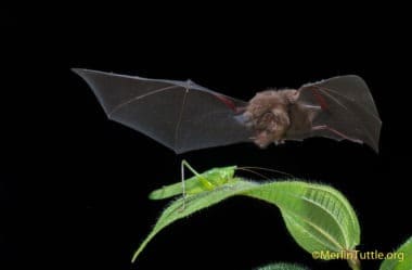 Merlin captured big-eared bat catching a katydid