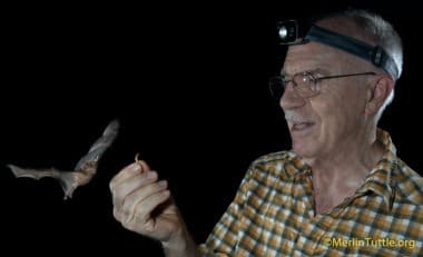 Merlin captured big-eared bat