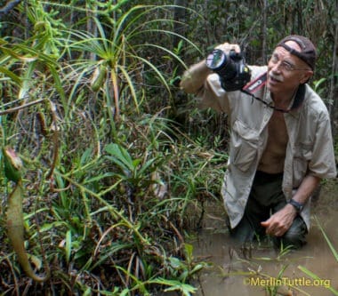 Merlin Tuttle photographing woolly bat habitat