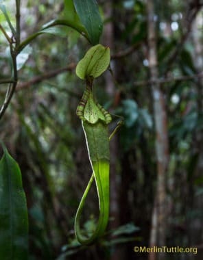 live pitcher plants