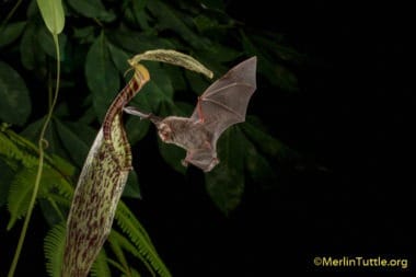 bat and a species of pitcher plant have co-evolved