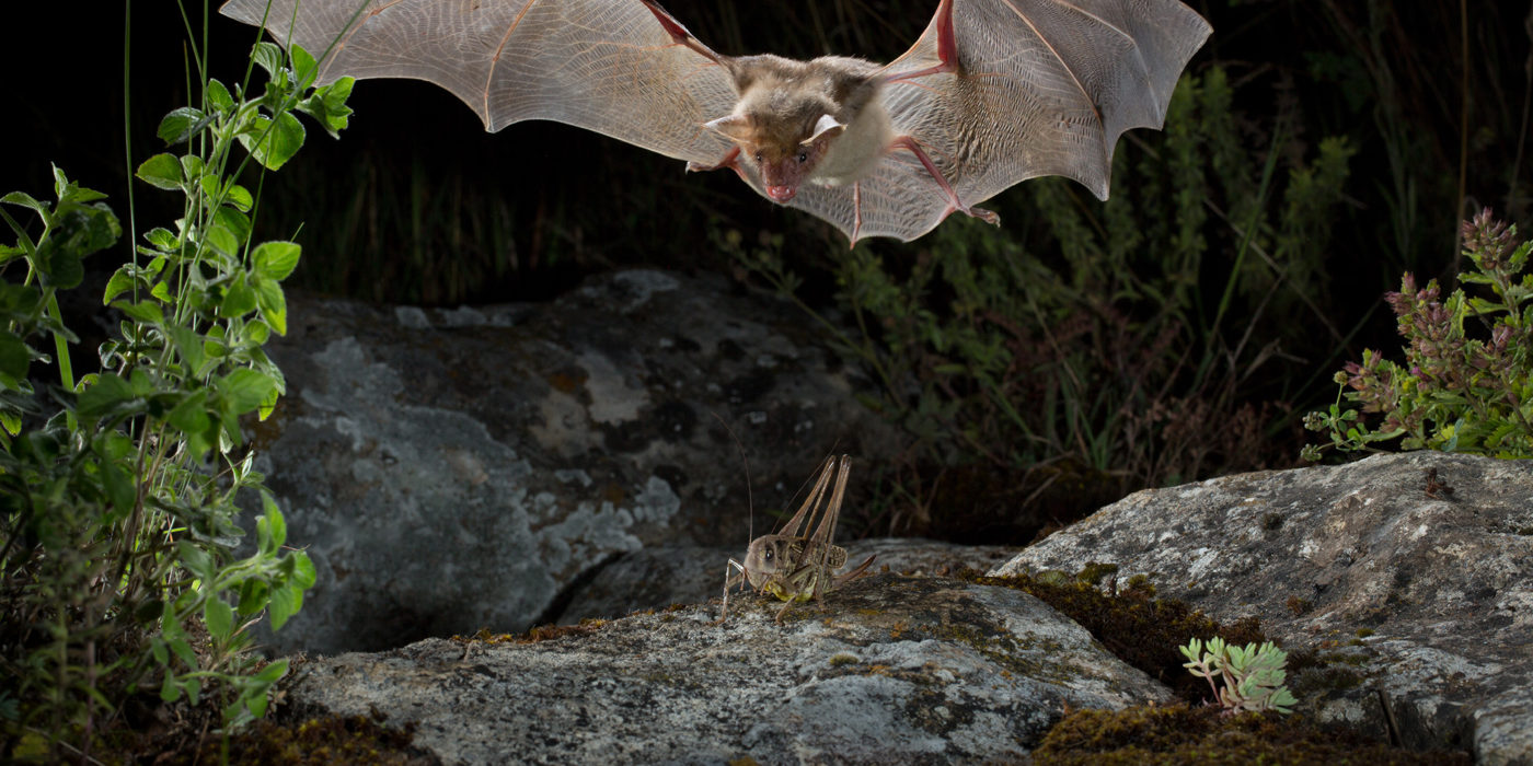 Bat flight, food and echolocation