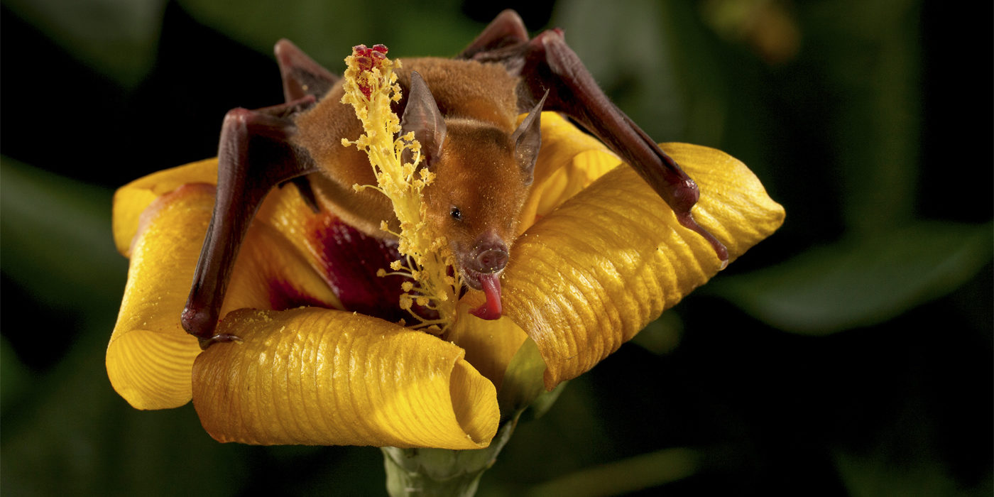 Conserving the world's bats and their ecosystems