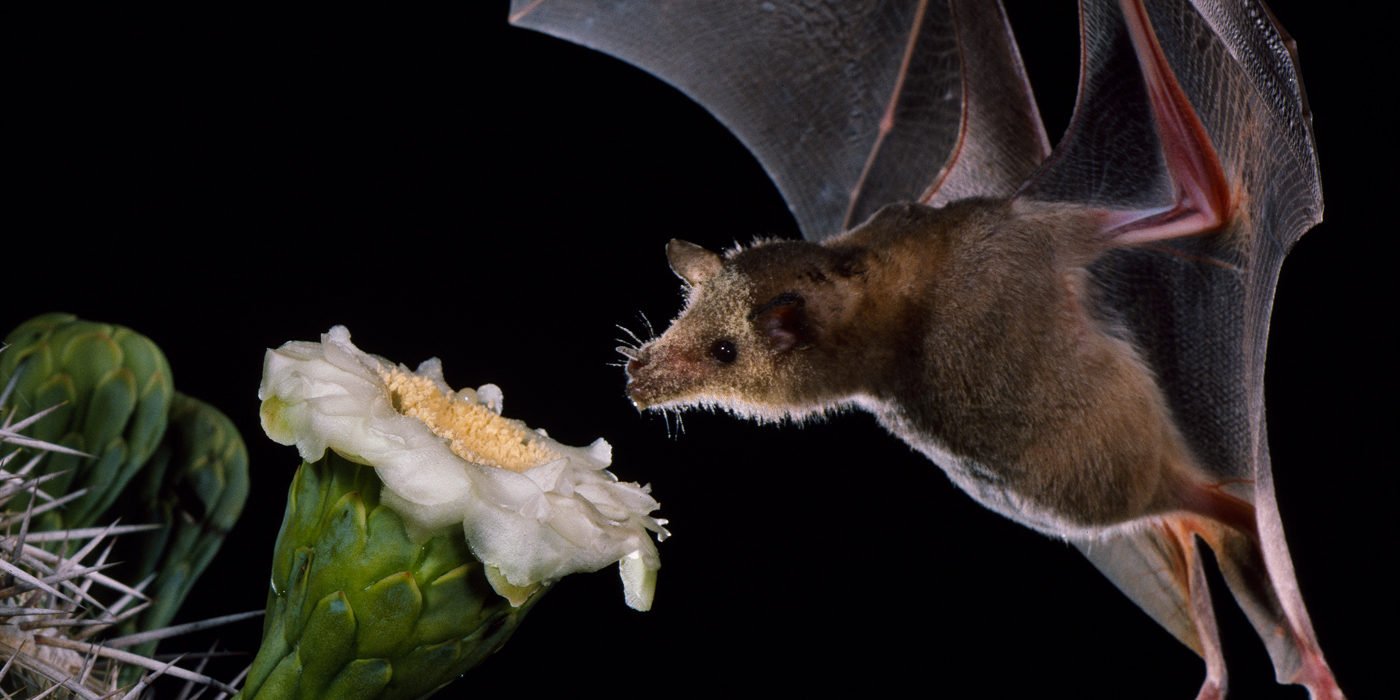 Bat close up photography by Merlin Tuttle