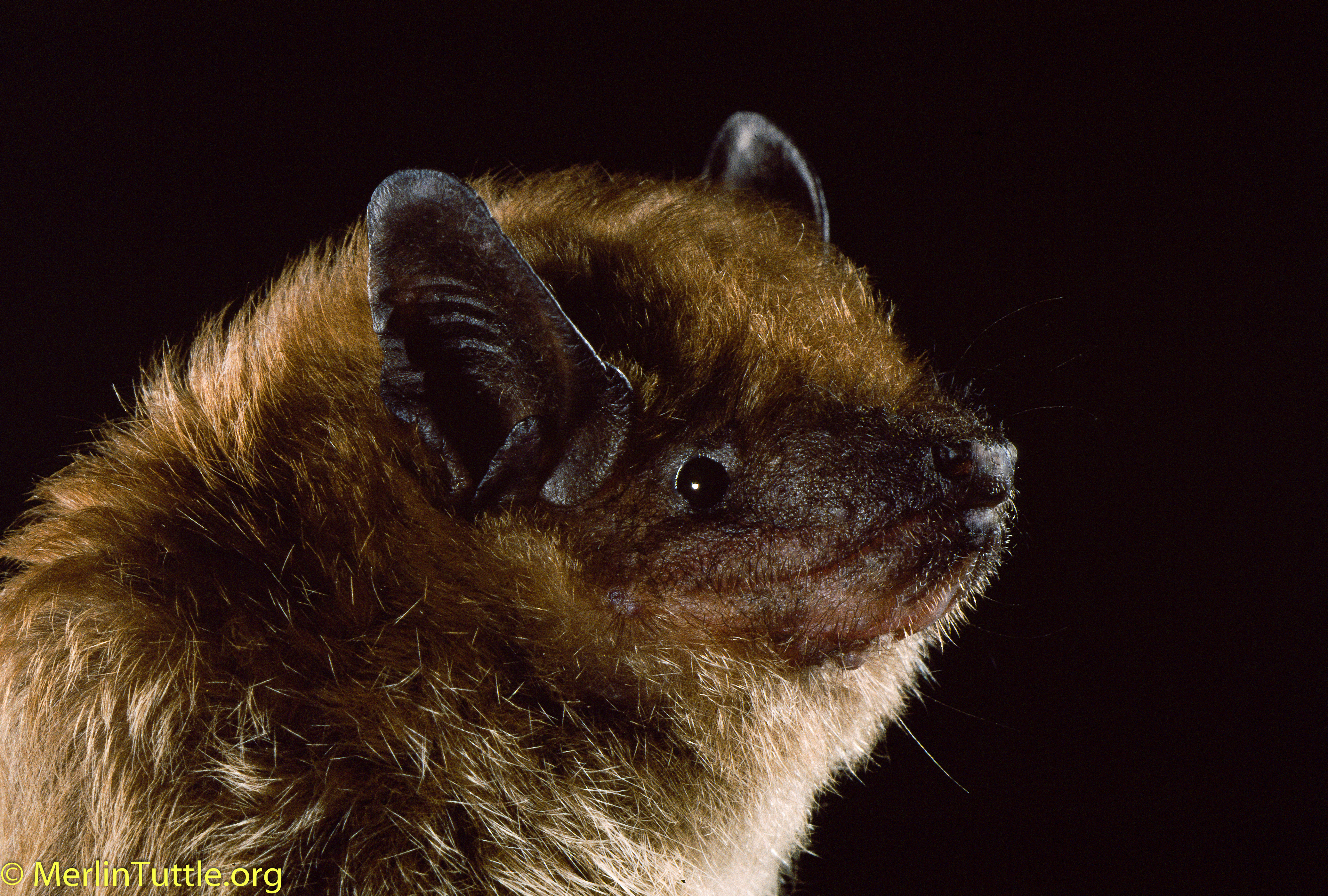 Bats In Buildings Merlin Tuttle S Bat Conservation Brown Bats Eptesicus Fuscus Are Common Building Dwellers Across Most Of North America And Among The Frequently Encountered By People