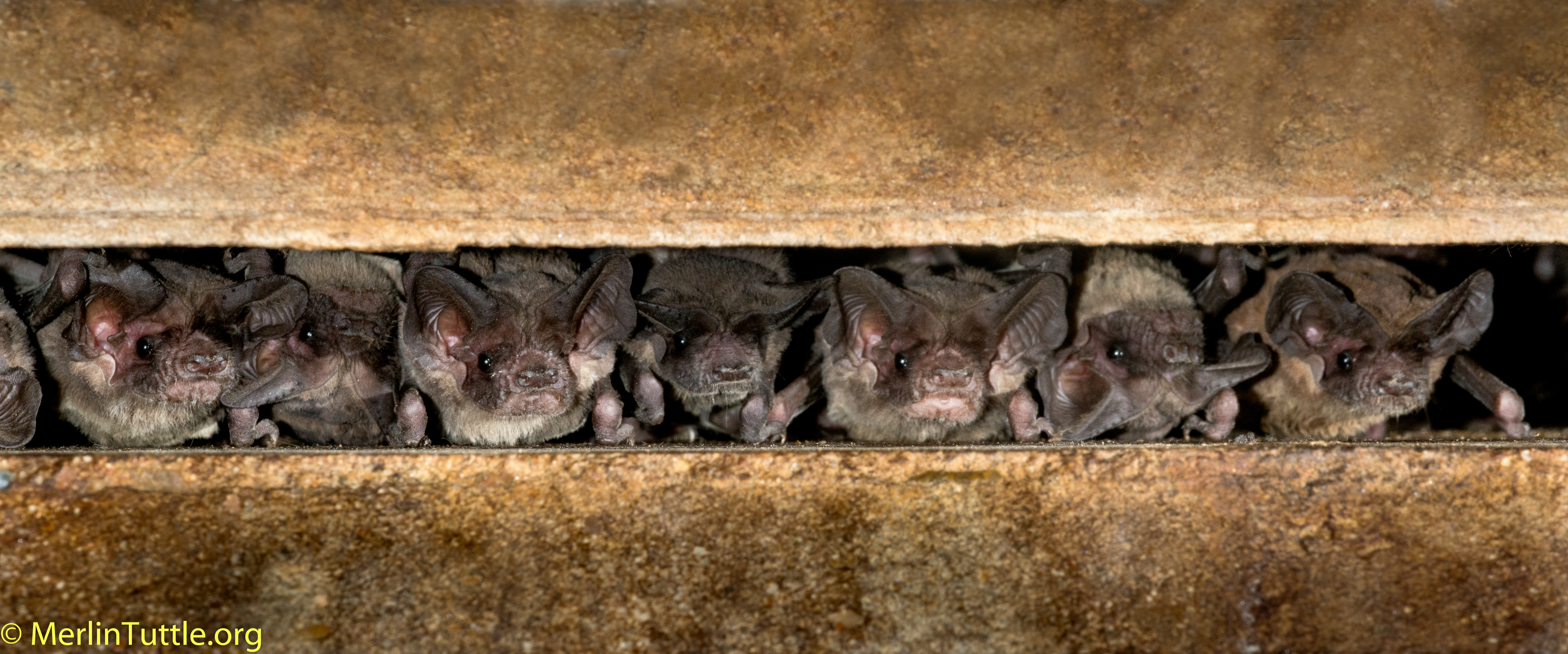 Bats In Buildings Merlin Tuttle S Bat Conservation Brazilian Free Tailed Bats Tadarida Brasiliensis About To Emerge From Their Dayroost In A Bridge Crevice Austin Texas