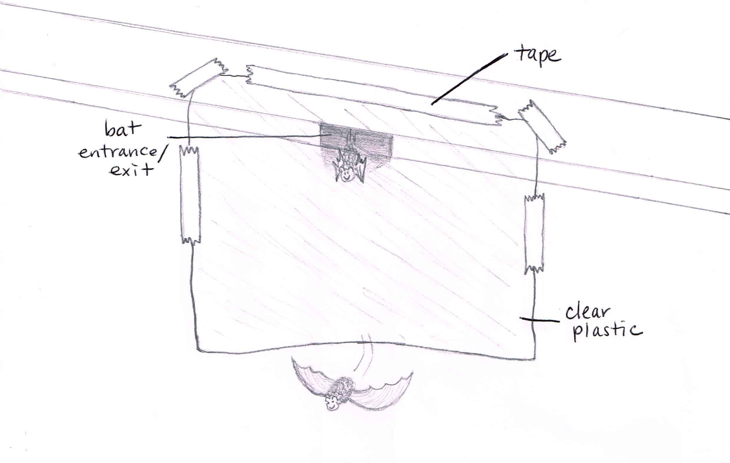 Bats in Buildings - Merlin Tuttle's Bat Conservation