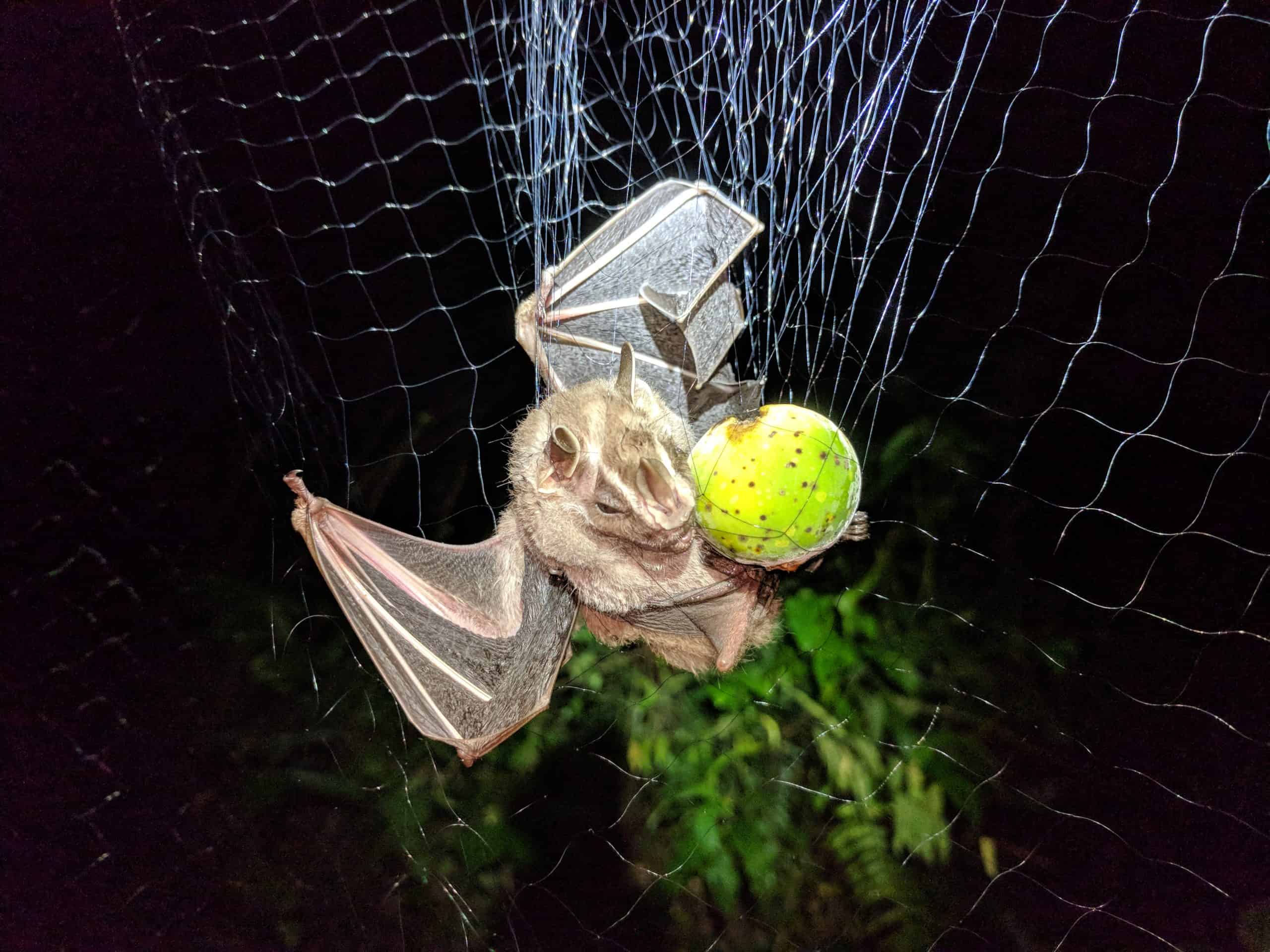 MTBC's Bat Adventures continue: Panama - Week 2! - Merlin Tuttle's Bat  Conservation