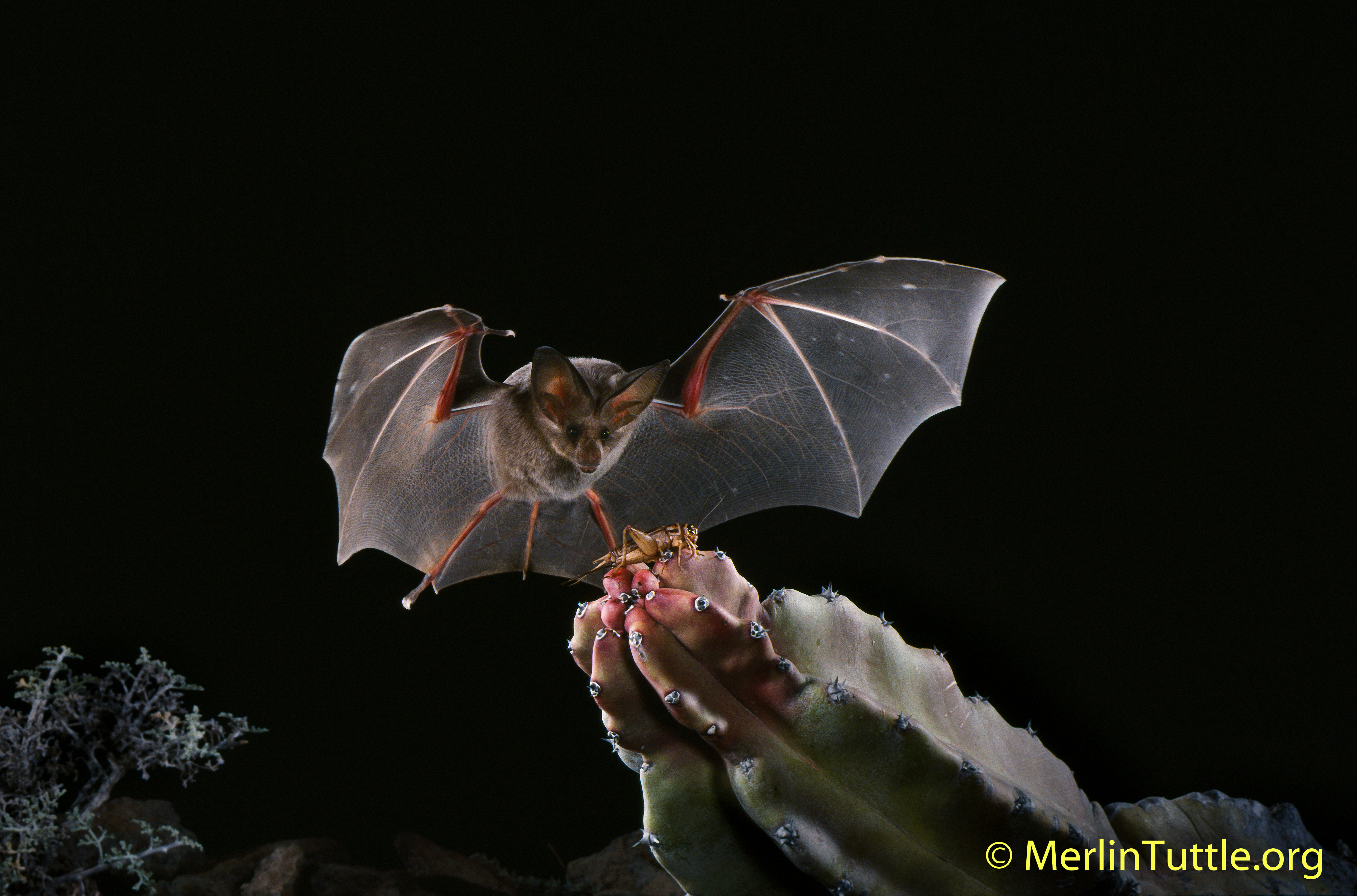 Fun Bat Facts Merlin Tuttle S Conservation A California Leaf Nosed Bat Macrotus Californicus About To Catch Cricket In Mexico