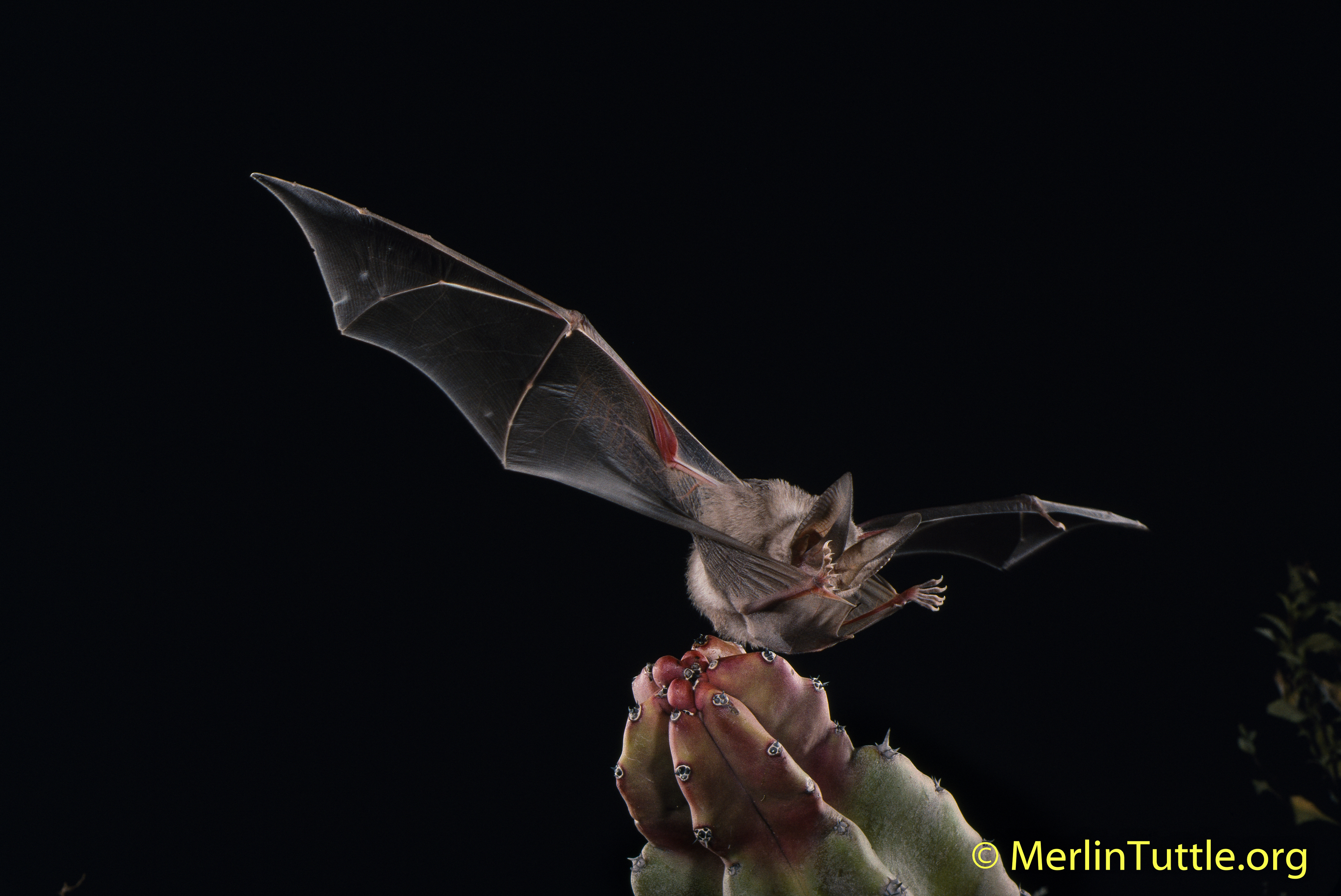 Fun Bat Facts Merlin Tuttle S Conservation A California Leaf Nosed Bat Macrotus Californicus Catching Cricket In Mexico