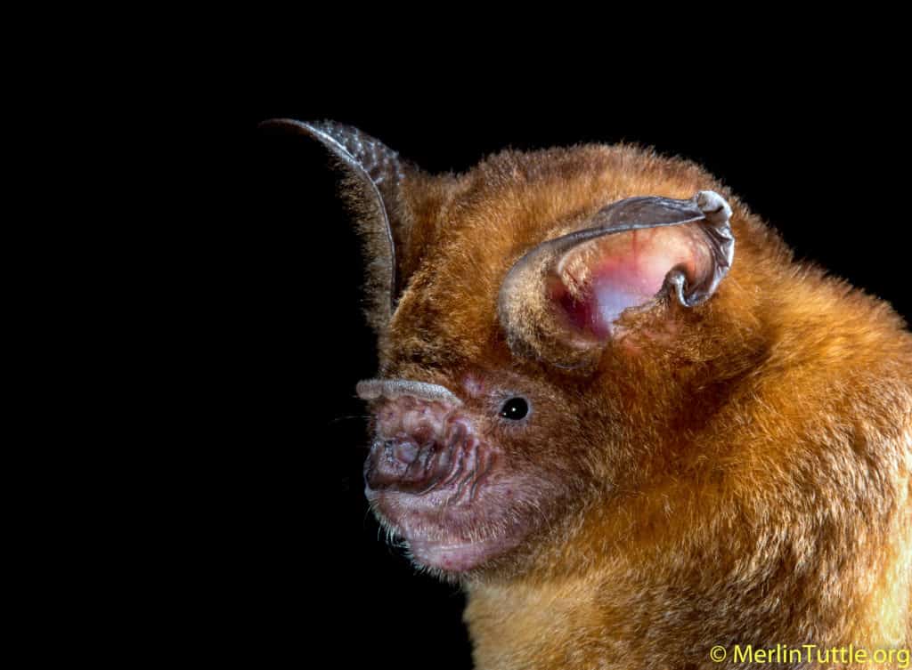 Bats and Chocolate Production - Merlin Tuttle's Bat Conservation
