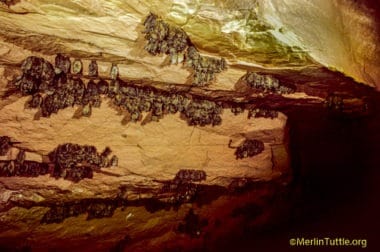 In order to survive the cold Michigan winter months, bats must hibernate