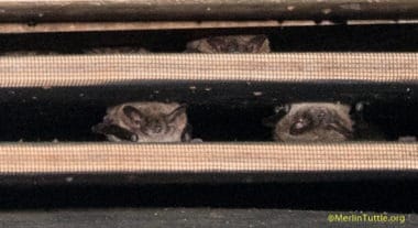 Each female Little Brown Bat has one baby, or pup, per year.