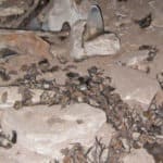 white-nose syndrome-affected little brown myotis