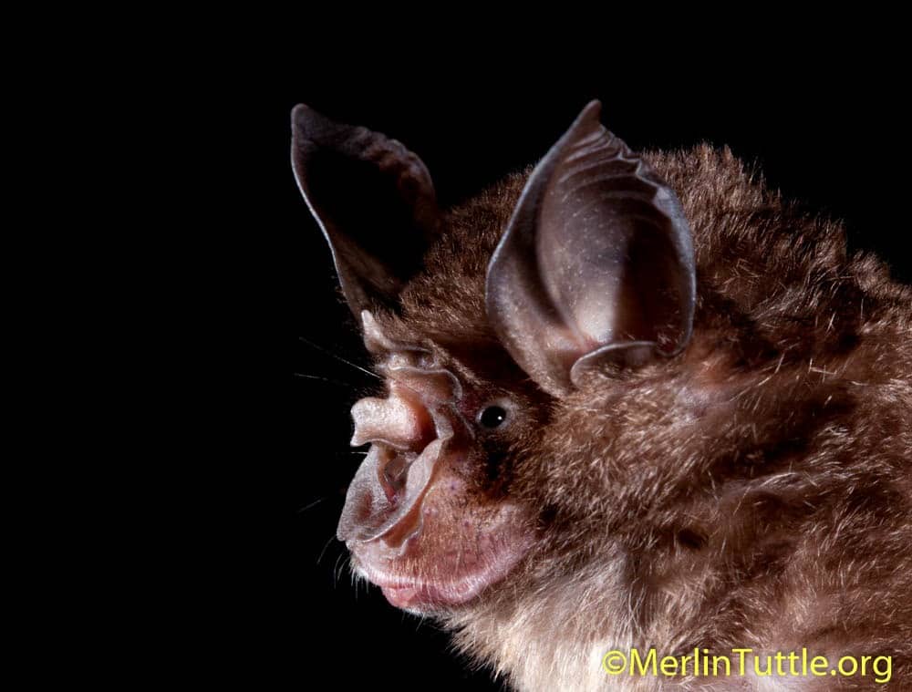 COVID-19 Coronavirus Leads to More Premature Scapegoating of Bats