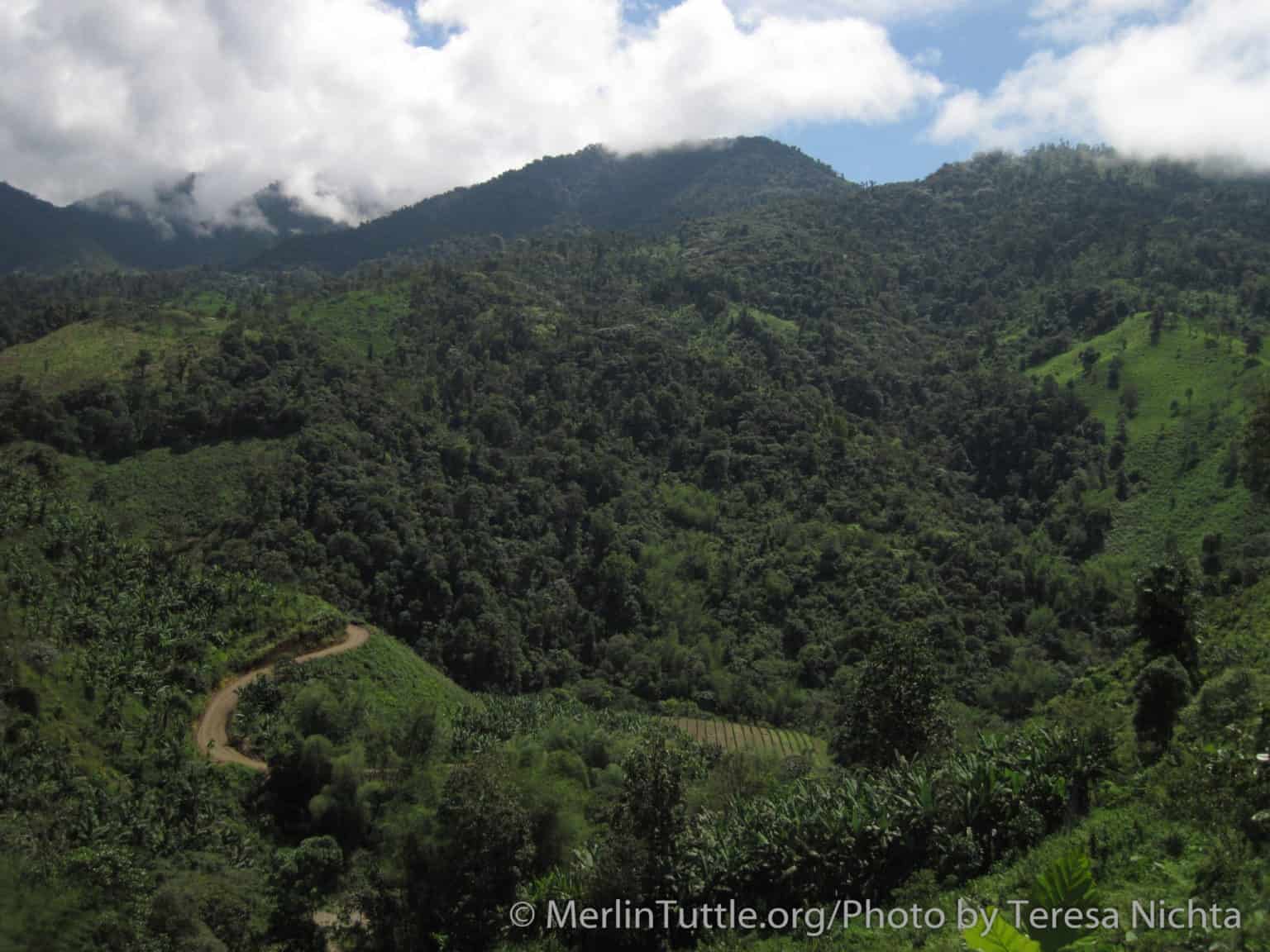 Exploring Ecuador's Los Cedros Reserve Merlin Tuttle's Bat Conservation