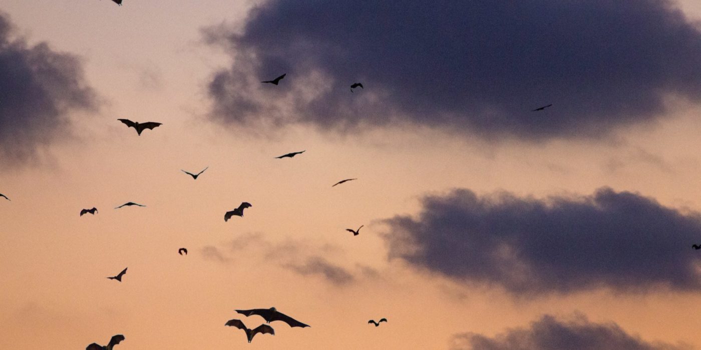 issues_a_viral_witch_hunt A viral with hunt