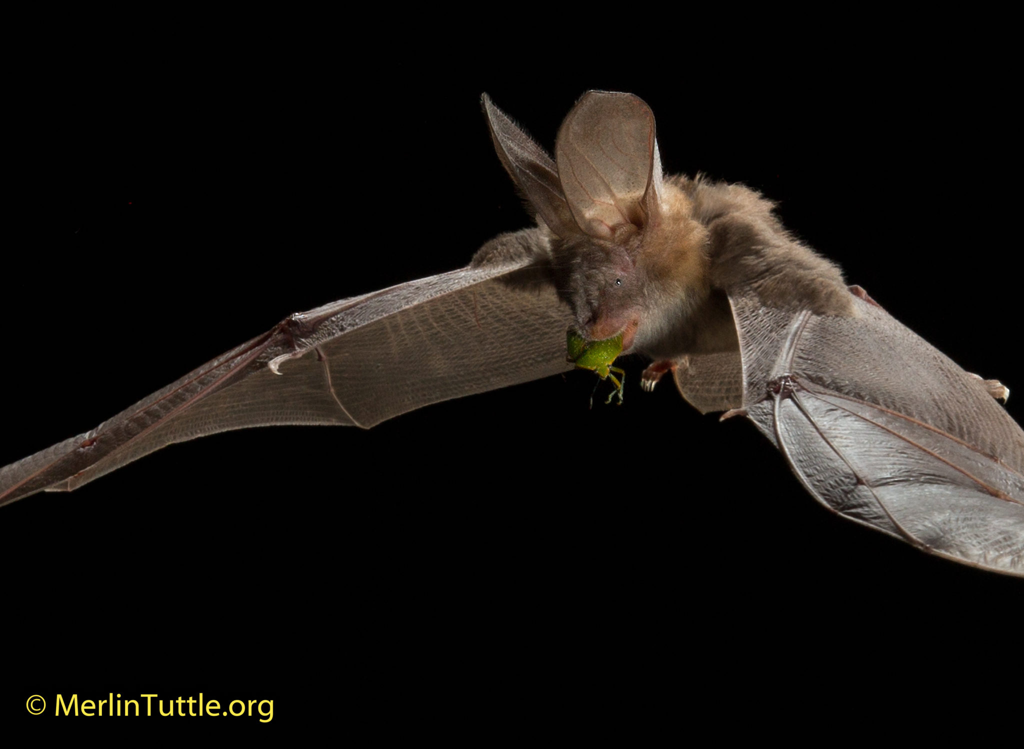 Pesticide Addiction How Bats Can Help Merlin Tuttle's Bat Conservation