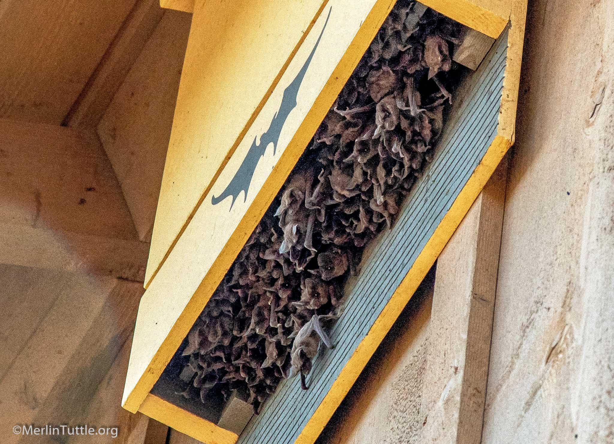 Selecting A Quality Bat House Merlin Tuttle s Bat Conservation Selecting A Quality Bat House Merlin Tuttle s Bat Conservation
