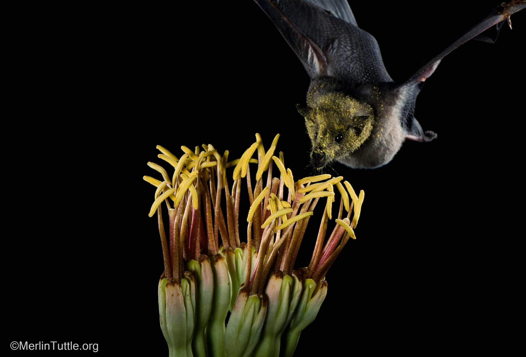Inspiring Bat Conservation Through Photos Merlin Tuttle's Bat