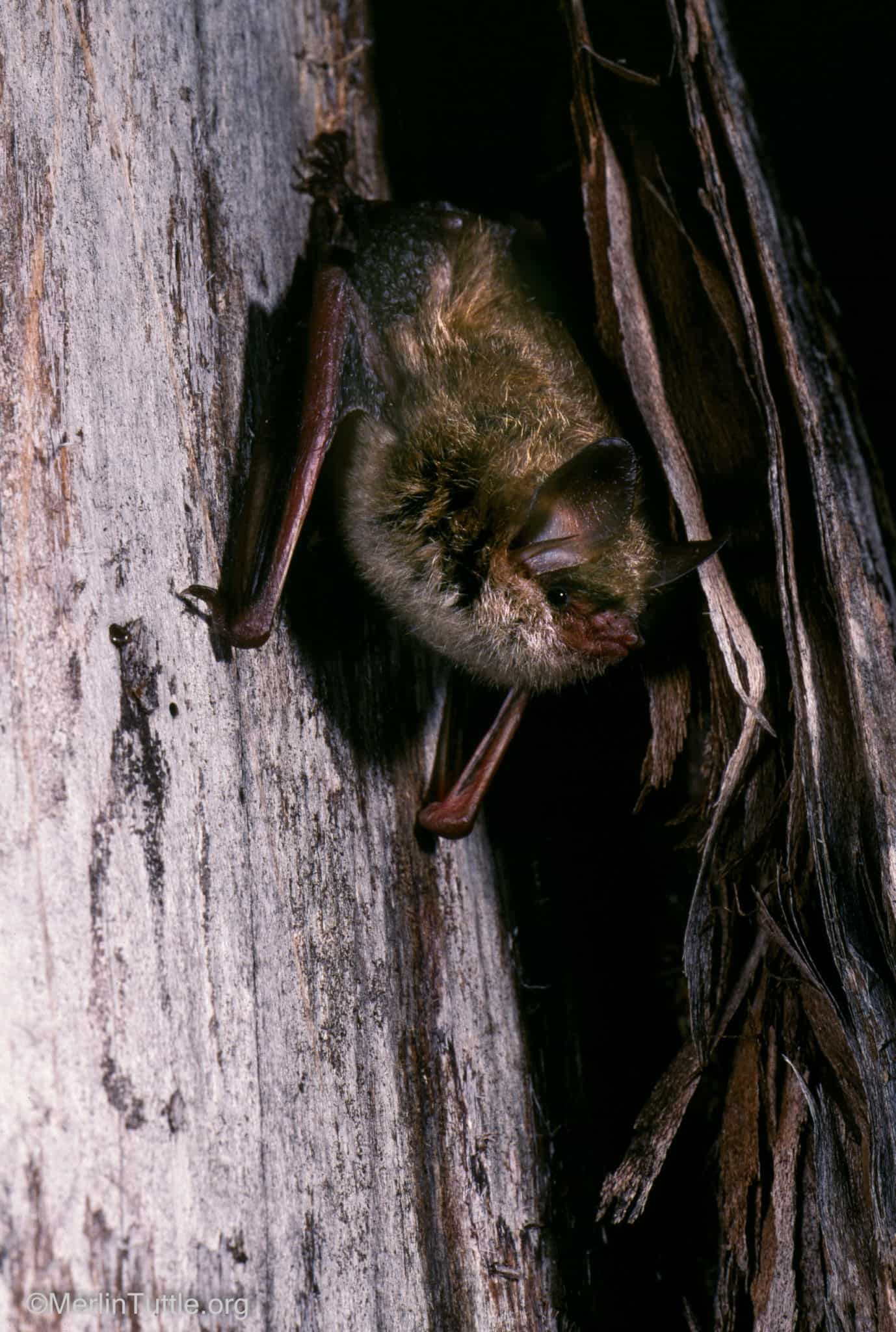 Bat House Warnings A Reality Check Merlin Tuttle's Bat Conservation