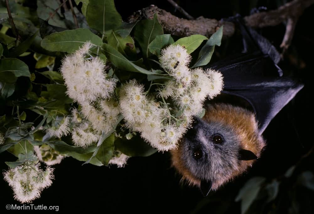 Grey-headed Flying Foxes Find Friends in Bendigo Park, Australia ...