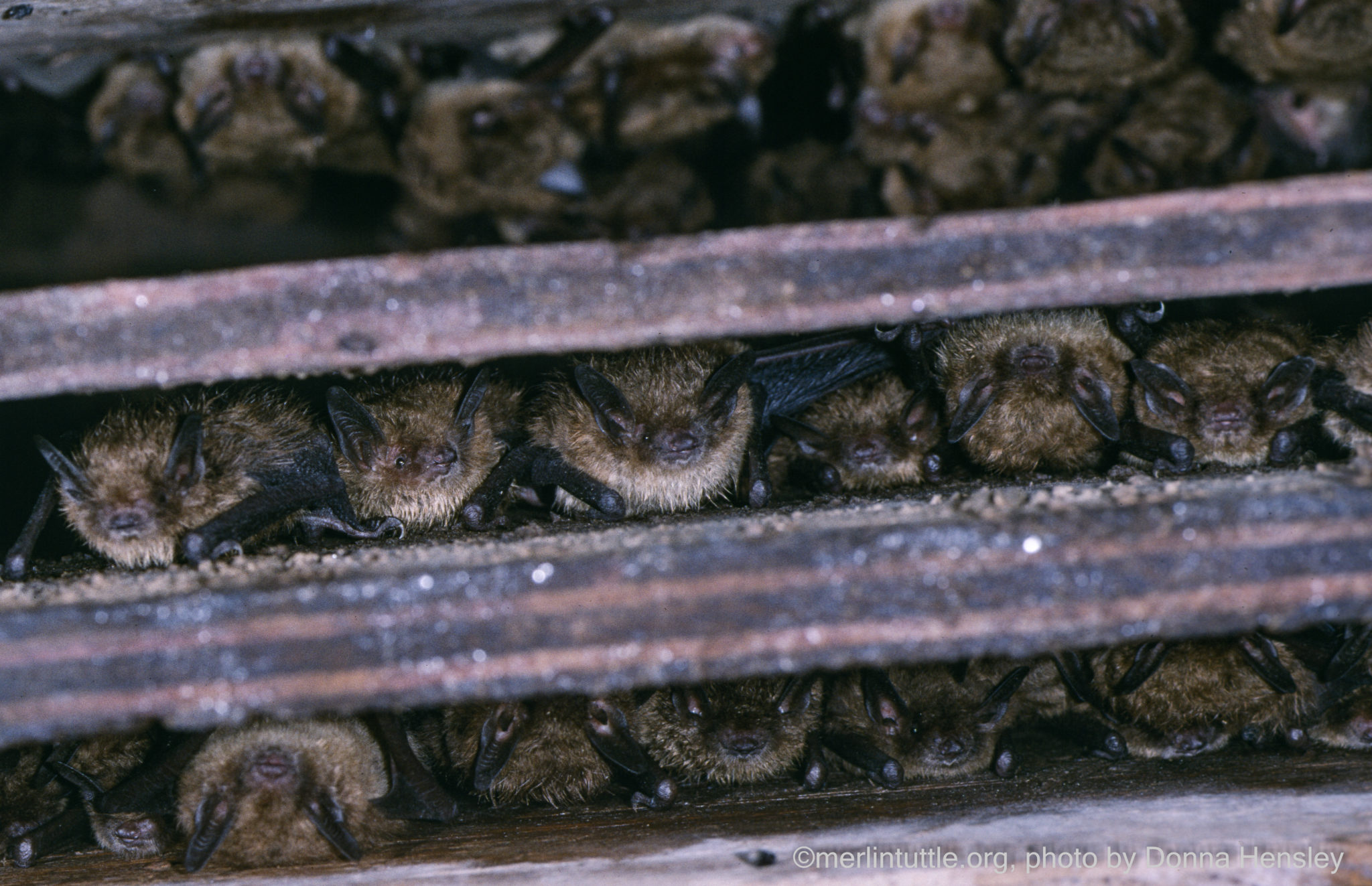 Hope for Pennsylvania’s Bats Cal Butchkoski’s Legacy Merlin Tuttle