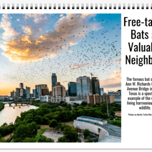2020 Free Tailed Bats Calendar Cover Photo