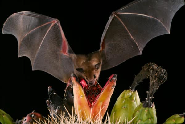 A lesser long-nosed bat (Leptonycteris yerbabuenae) feeding on the fruit of saguaro cactus (Carnegiea gigantea) in Mexico.