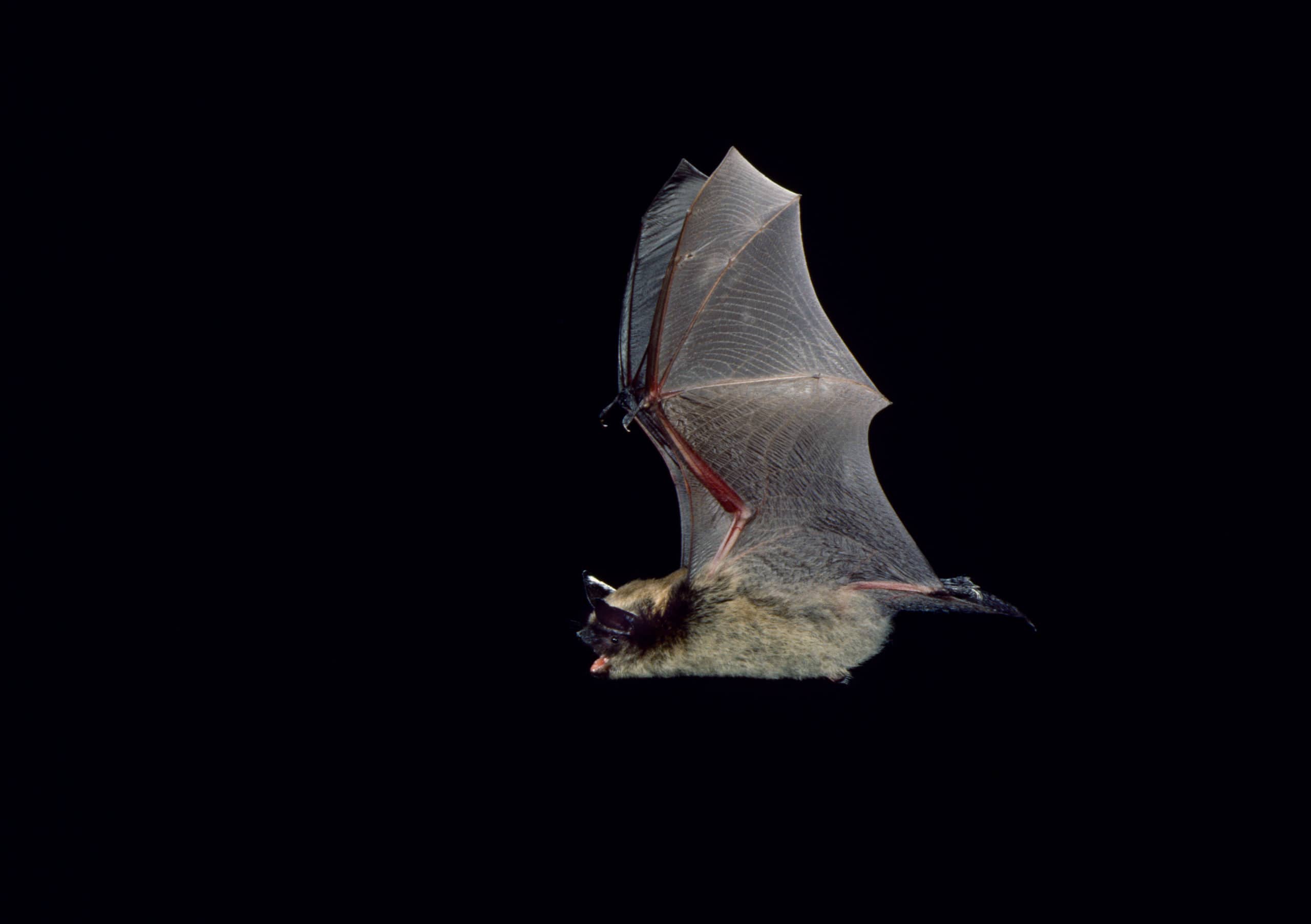 Bats and Mosquito Control - Merlin Tuttle's Bat Conservation