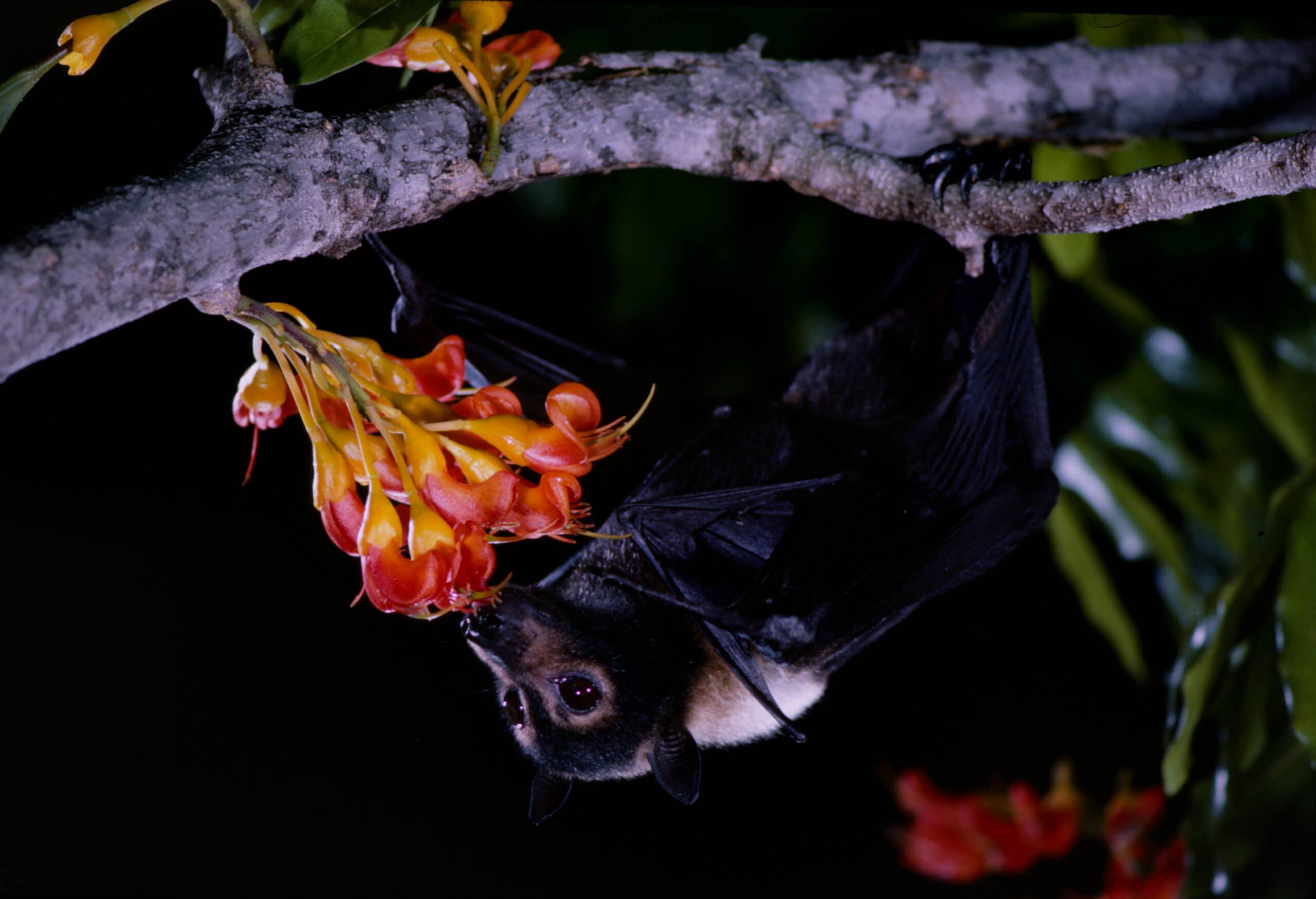 International Conservation Success - Supported by You - Merlin Tuttle's ...