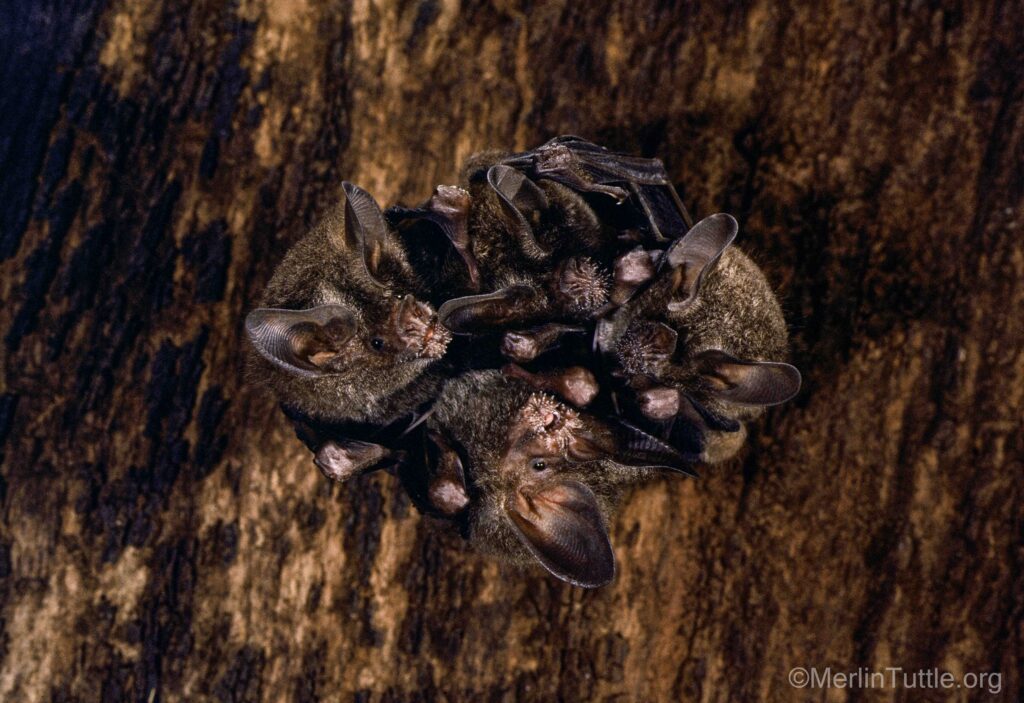 frog-eating or fringe-lipped bat, Trachops cirrhosus