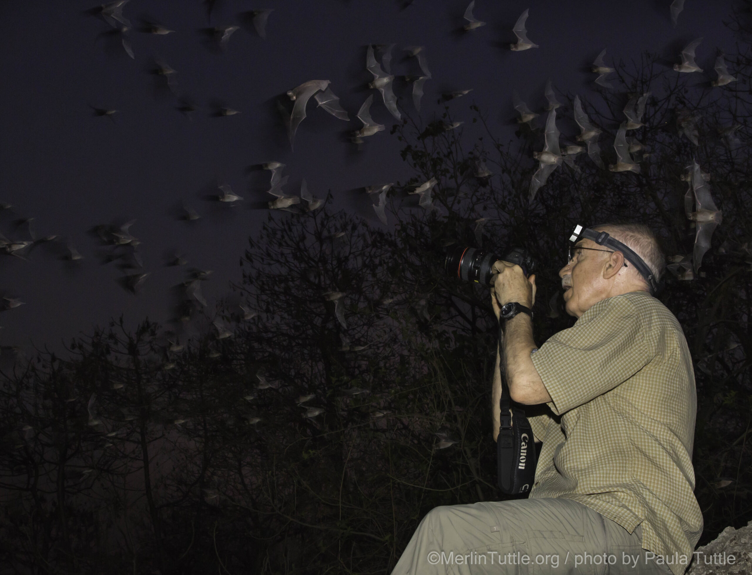 Sussex professor calls for sticky fly traps to be regulated, in effort to  protect rare bats : Broadcast: News items : University of Sussex