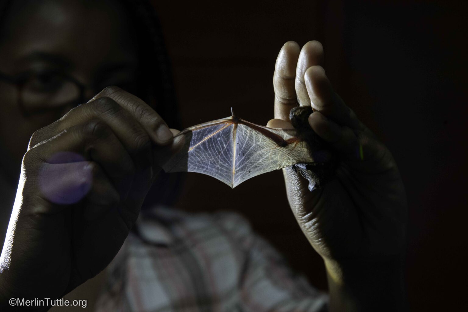 Bat Maputo Advancing Bat Conservation in Mozambique's Gorongosa National Park ...