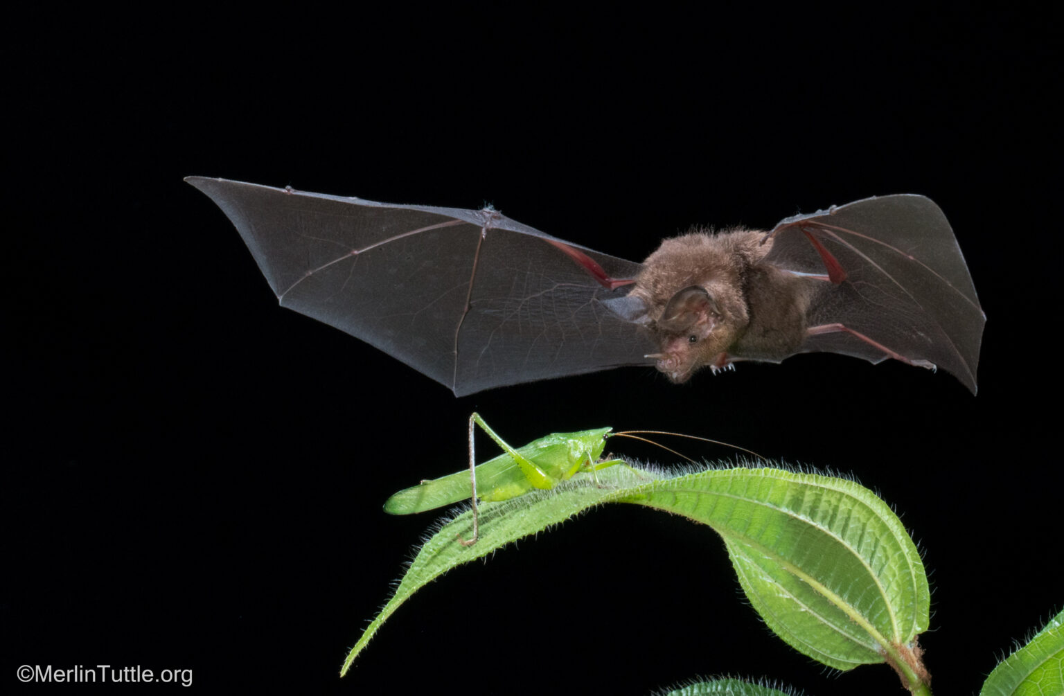 Photo Request Form - Merlin Tuttle's Bat Conservation