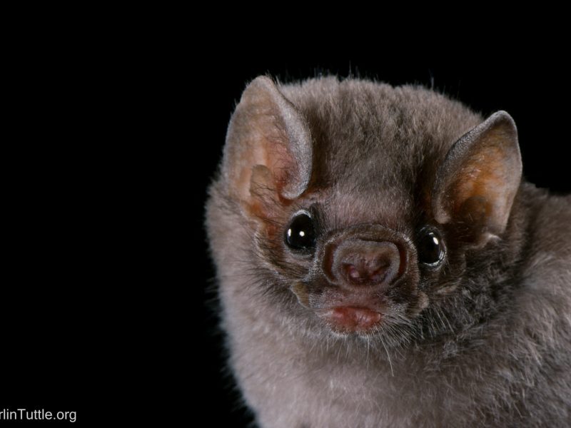 Portrait of a hairy-legged vampire bat (Diphylla ecaudata). Hairy-legged vampire bat (Diphylla ecaudata)